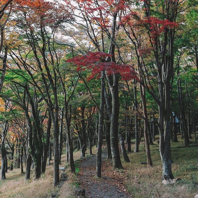 🇯🇵秋遊箱根
