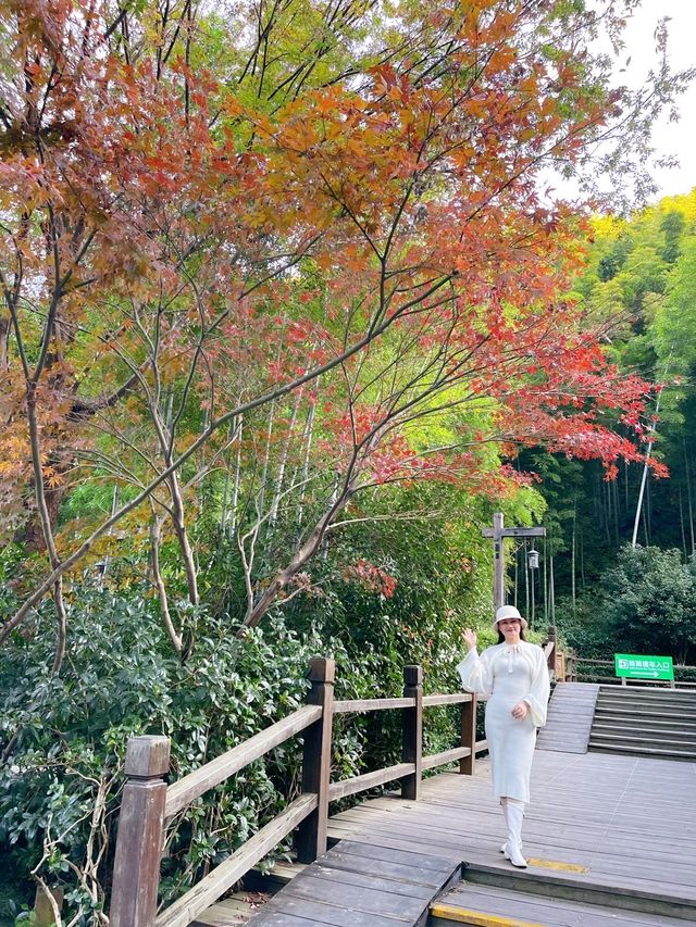 南山竹海賞秋乘網紅火車看大熊貓