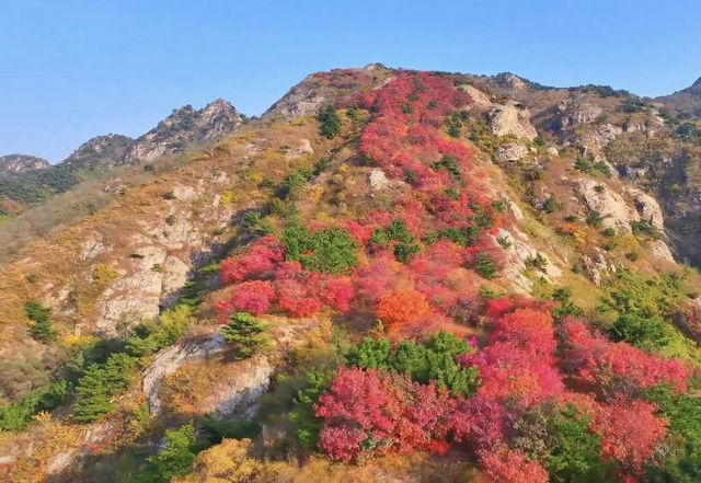 漫山紅葉醉深秋