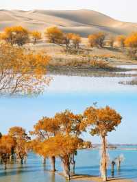 沒人帶真看不到新疆這最廣闊、最原始的胡楊林