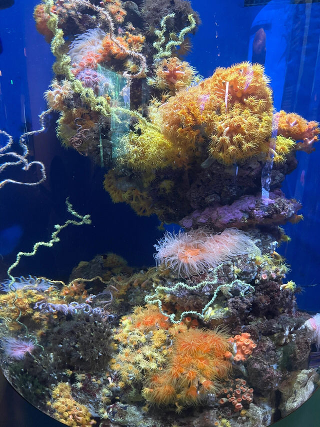 洛杉磯II 深海小精靈