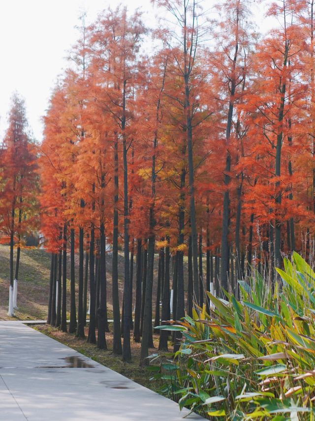 南昌紅水杉天花板！ 藏在這7個小眾賞秋地！