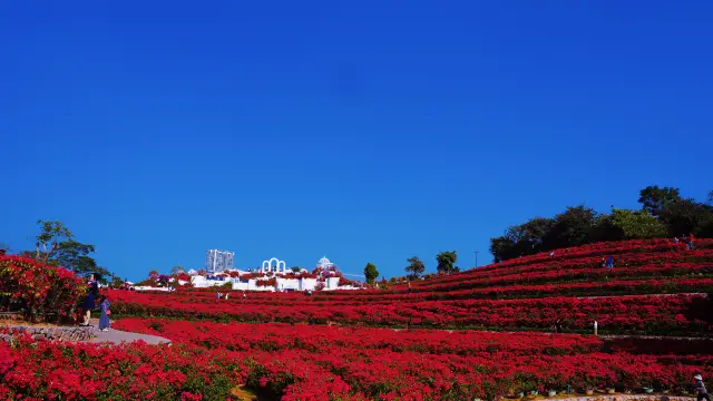 สวนดอกไม้ในภูเขา Qingxiu ณ Nanning, สวรรค์ลับของนางฟ้าดอกไม้!