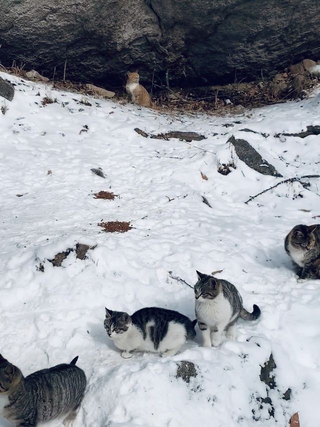 巨峰霧凇