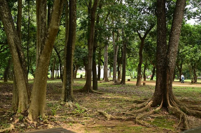 城市裡的森林公園