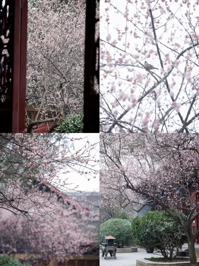 Chengdu's atmospheric plum blossom viewing spot | Qingyang Palace