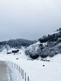 “東方小瑞士”｜春節去仙女山賞第一場雪