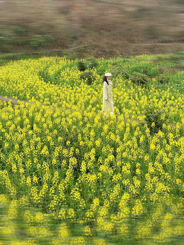 春日浪漫油菜花田，一起來野炊吧！！