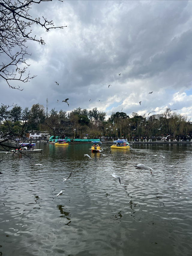 昆明餵海鷗｜不是滇池去不起，而是翠湖公園更有性價比！