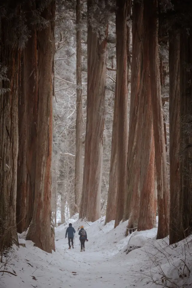 この美しい神社のために、雪の中で2万歩も狂走しました