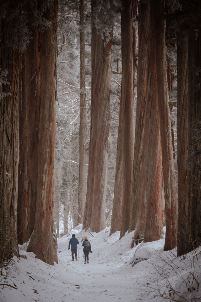 為了這座絕美神社，我在雪地中狂走2萬步