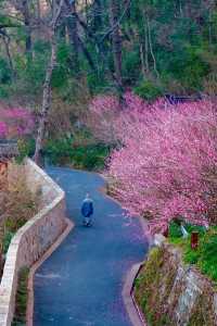 打卡淨慈禪寺