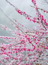 浙江的冰雪世界，我在缙云找到超美「魯冰花」