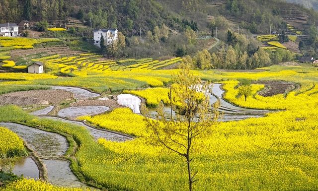 徜徉月河川道，賞清代鳳堰古梯田油菜花海