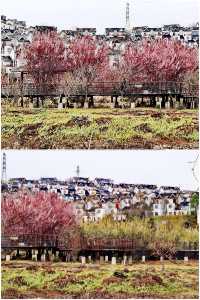 【多彩貴州】薏品田園(一):春到人間草木知
