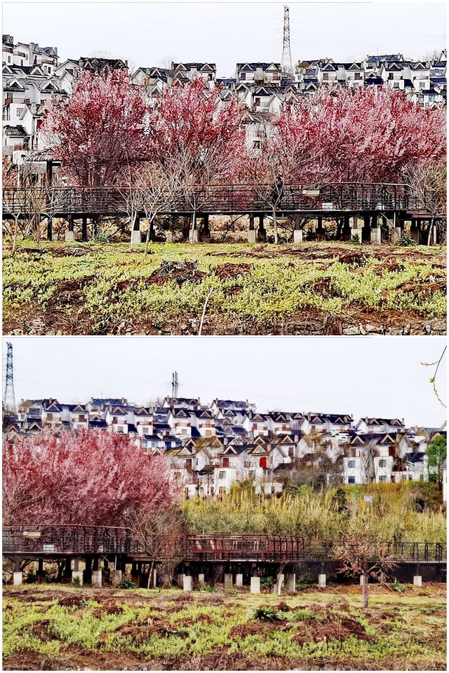 【多彩貴州】薏品田園(一):春到人間草木知