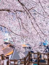 韓國🇰🇷鎮海櫻花，原來韓國櫻花也這麽好看