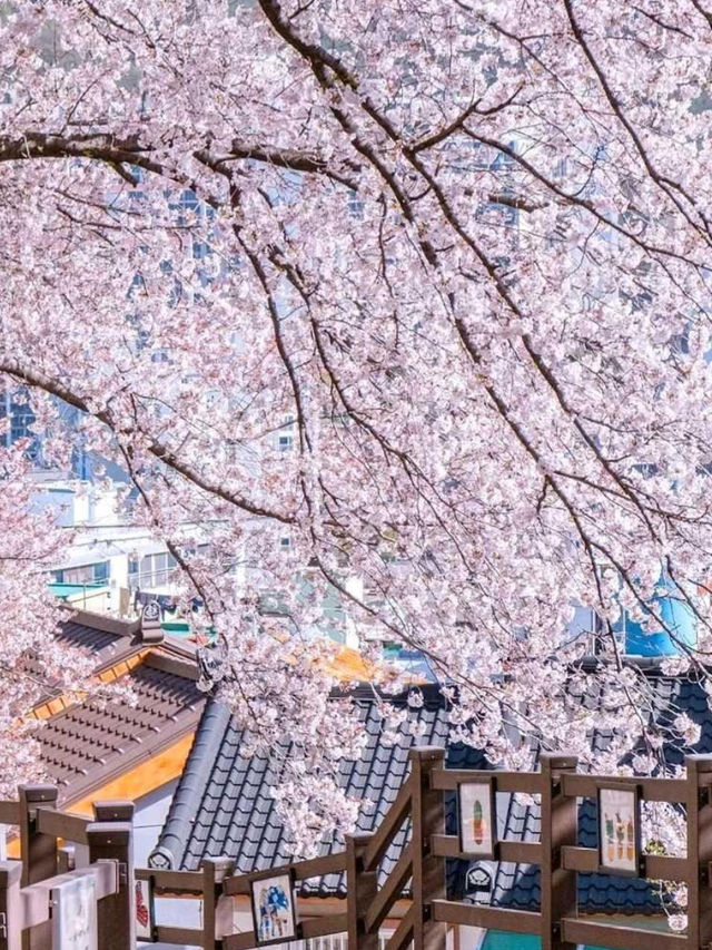 韓國🇰🇷鎮海櫻花，原來韓國櫻花也這麽好看