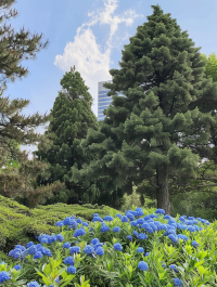 夏日微風中，西安繡球花海等你來擁抱