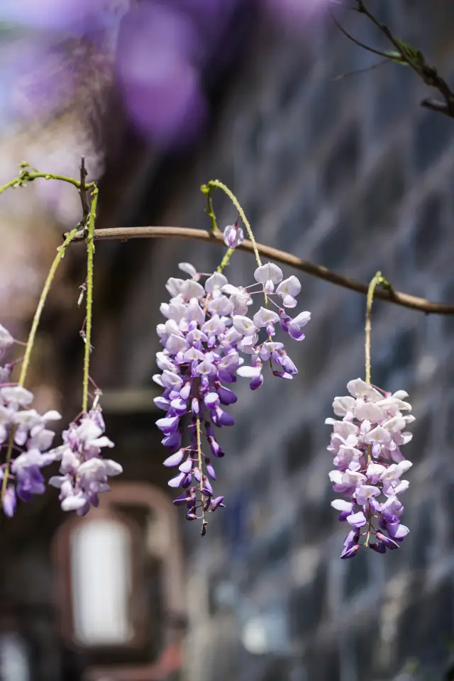 藤の花が滝のようになって、それは老門東の限定されたロマンスです