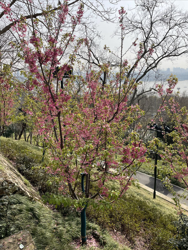 龜山公園的山櫻