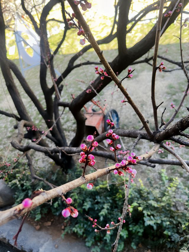 雲台山景區裡的一家民宿 出行吃住玩特別方便