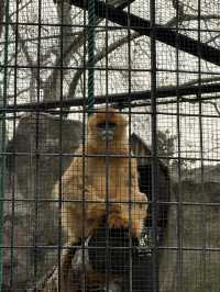 動物園一日遊，簡單易懂隨心攻略