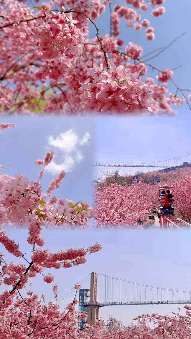 漫花莊園｜實拍櫻花季