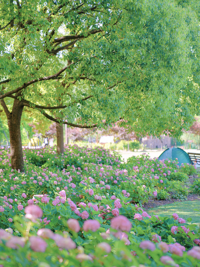 上海濱江森林公園5萬餘株繡球花花展開始啦！