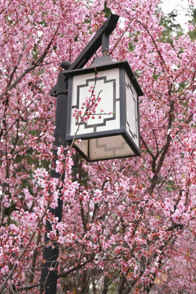 成都の地下鉄で直行！美人梅が満開、花の海が魅力的～