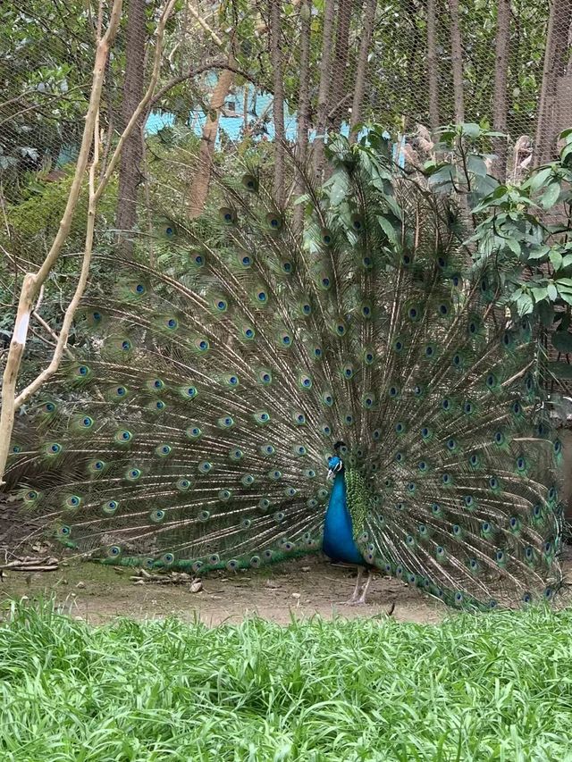 偷偷地告訴你，動物園的櫻花也開得很美哦