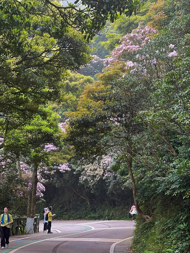 深圳輕鬆拿下梧桐山