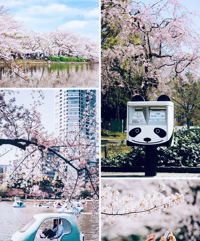 東京上野公園是日本第一座公園內的粉色童話