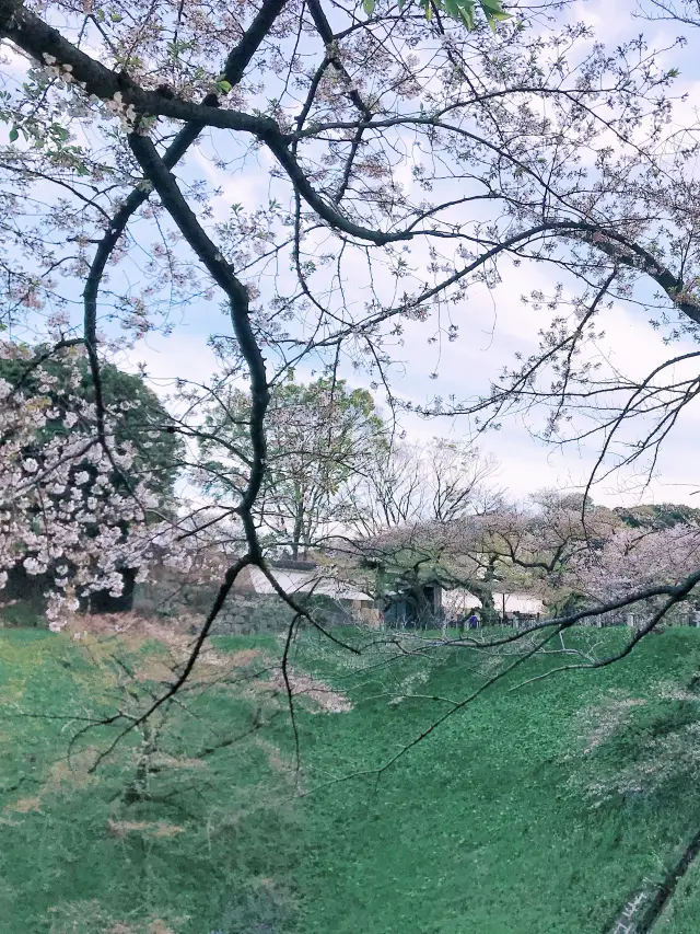 Let's go to the park! The enchanting cherry blossom tunnel at Chidorigafuchi