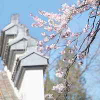 Zizhuyuan Park 🌸🎋 