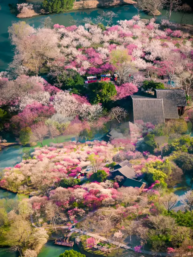 論賞梅，西溪濕地堪稱賞梅界天花板