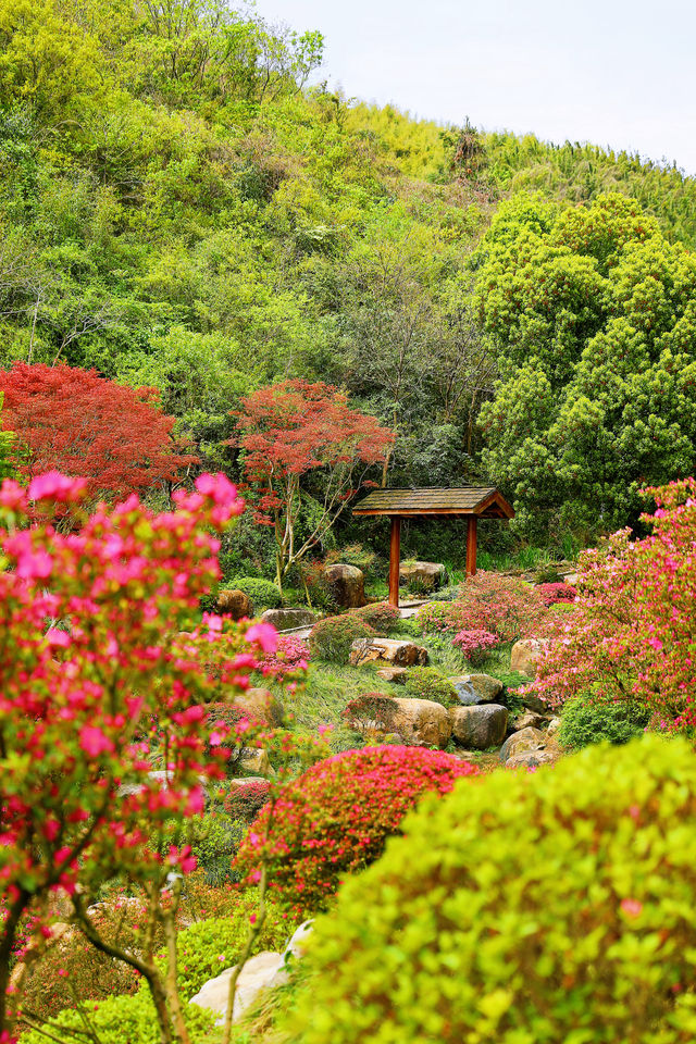 春日賞花一小時直達的滿山谷杜鵑花