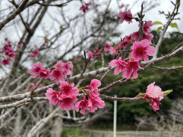 沖繩6日5夜輕鬆遊