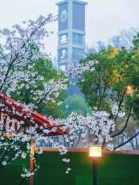 Jiming Temple and Cherry Blossom 🌸❤️