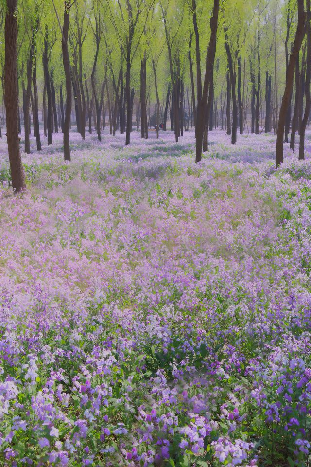 將府公園二月蘭走進紫色森林花海