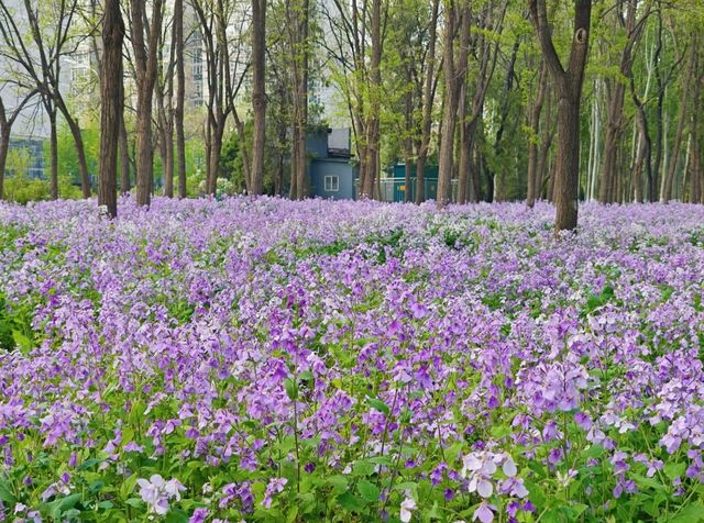 春日夢幻「紫色花毯」，就在這些公園