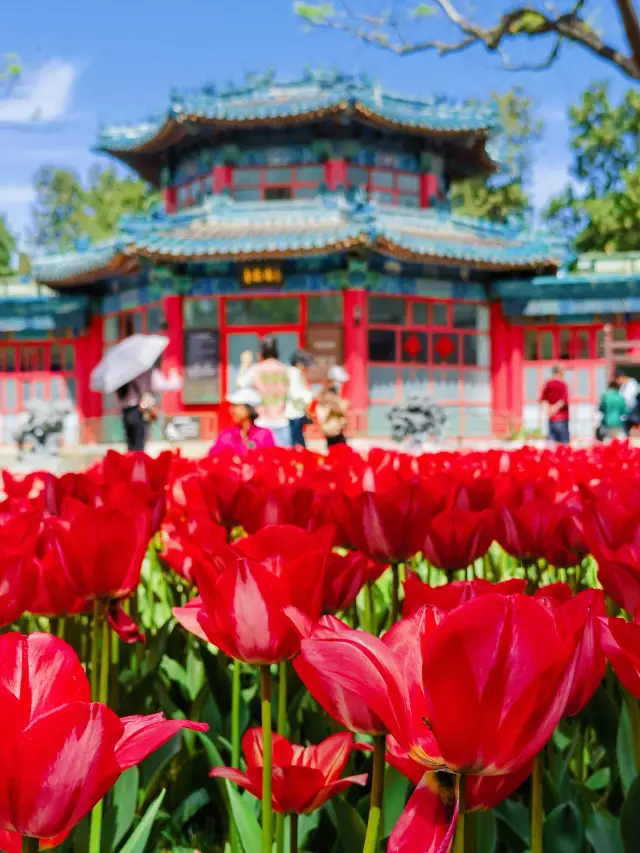 北京で花を楽しむ｜4月のチューリップの海、中山公園は必ずチェックすべきです