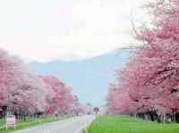 Seven Kilometers of Hanami