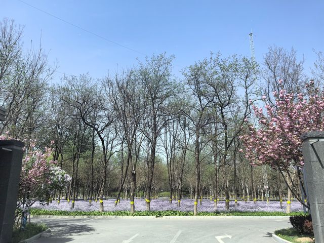 北京小眾公園 春季花海