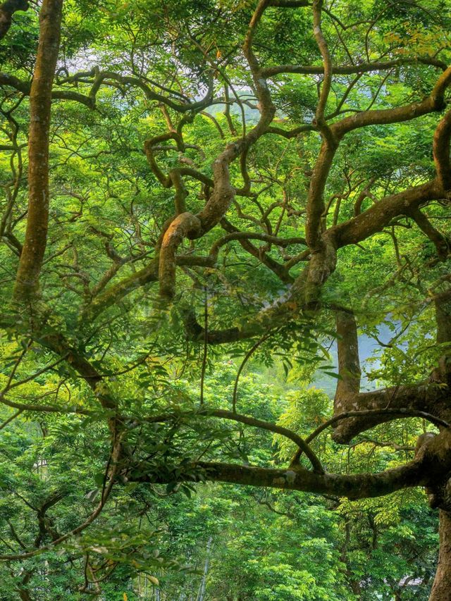 廣州｜鄧山神仙秘境森林吸氧 綠野仙踪