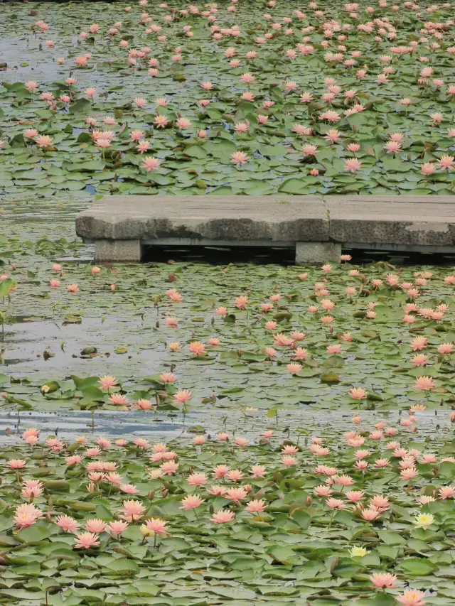 I thought the water lilies in Maojiabu were beautiful enough, until I came to Xianghu Lake