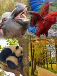 探秘上海野生動物園，超實用攻略來啦