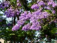 國華街上藍花楹