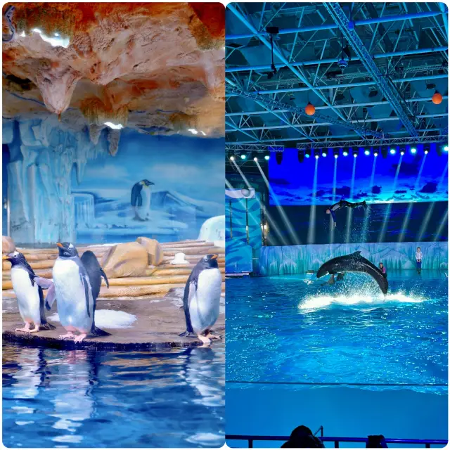 Let's go this week, to be a kid at the Qingdao Polar Ocean World!