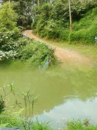 逃離喧囂，擁抱自然：南寧高峰森林公園的完美一日遊